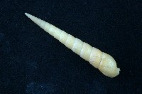 藏品(筍螺)的圖片